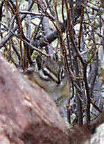 Least Chipmunk  - Rocky Mountains - Estes Park,  Colorado