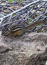 Least Chipmunk - Rocky Mountains - Estes Park,  Colorado