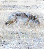 Coyote- Rocky Mountains - Estes Park,  Colorado