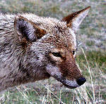 Coyote - Rocky Mountains - Estes Park,  Colorado