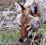 Coyote - Rocky Mountains - Estes Park,  Colorado