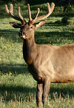 Spring Bull Elk in Velvet Antlers