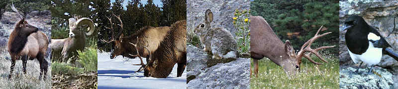 Spike Elk, Bighorn Ram, Bull Elk in the Snow, Alpine Cottontail, Mule Deer Buck, Magpie